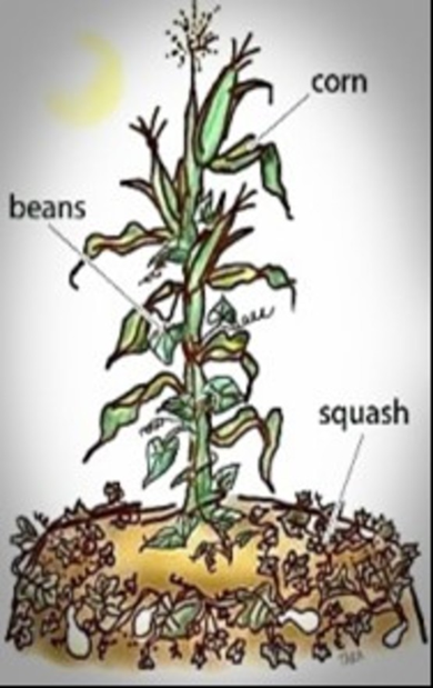 a graphic of a corn plant with beans coming up stalk and squash around the bottom of corn plant